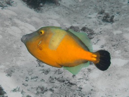 Whitespot Filefish IMG 9399